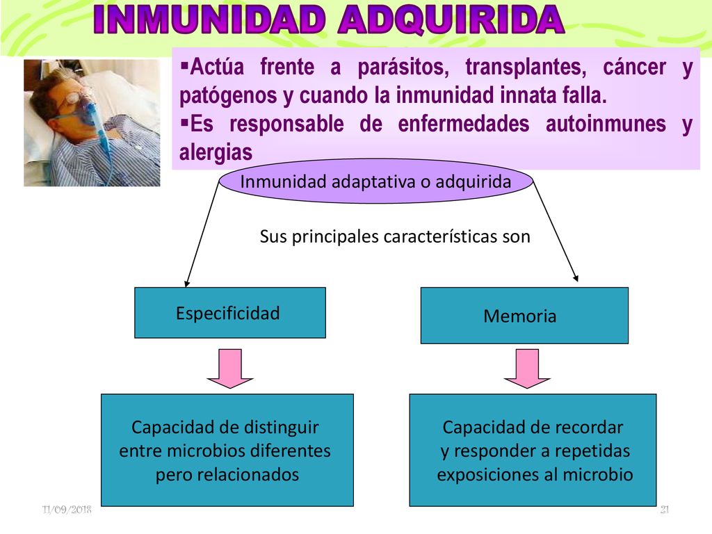 INMUNIDAD ADQUIRIDA Actúa frente a parásitos, transplantes, cáncer y patógenos y cuando la inmunidad innata falla.