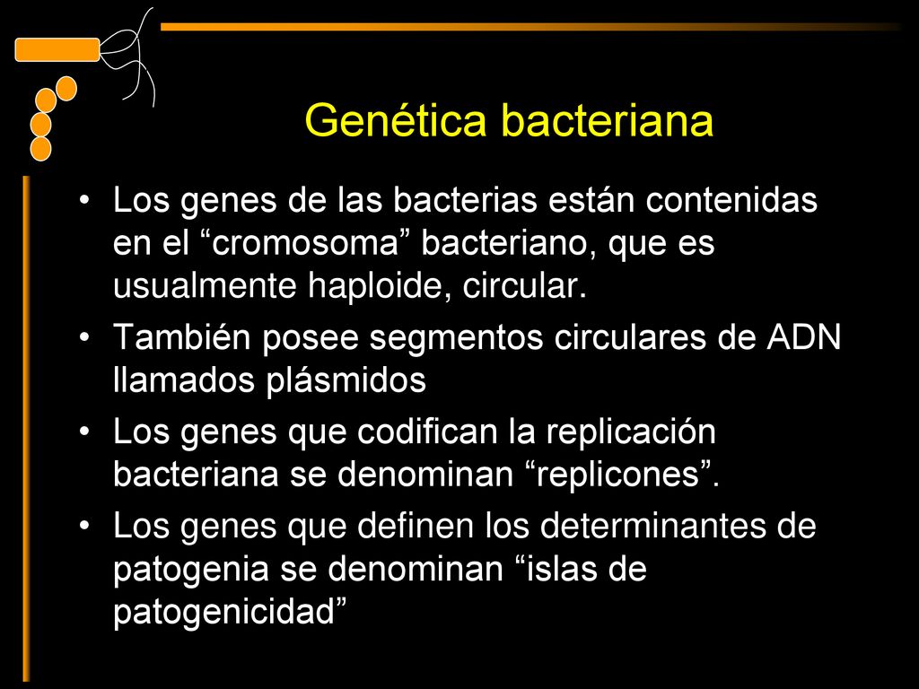 Genética bacteriana Los genes de las bacterias están contenidas en el cromosoma bacteriano, que es usualmente haploide, circular.