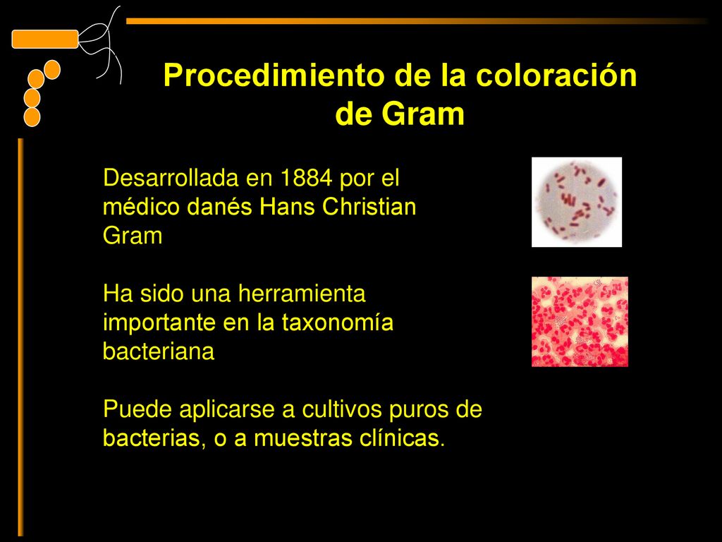 Procedimiento de la coloración de Gram