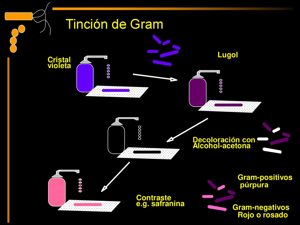 Tinción de Gram Lugol Cristal violeta Decoloración con Alcohol-acetona