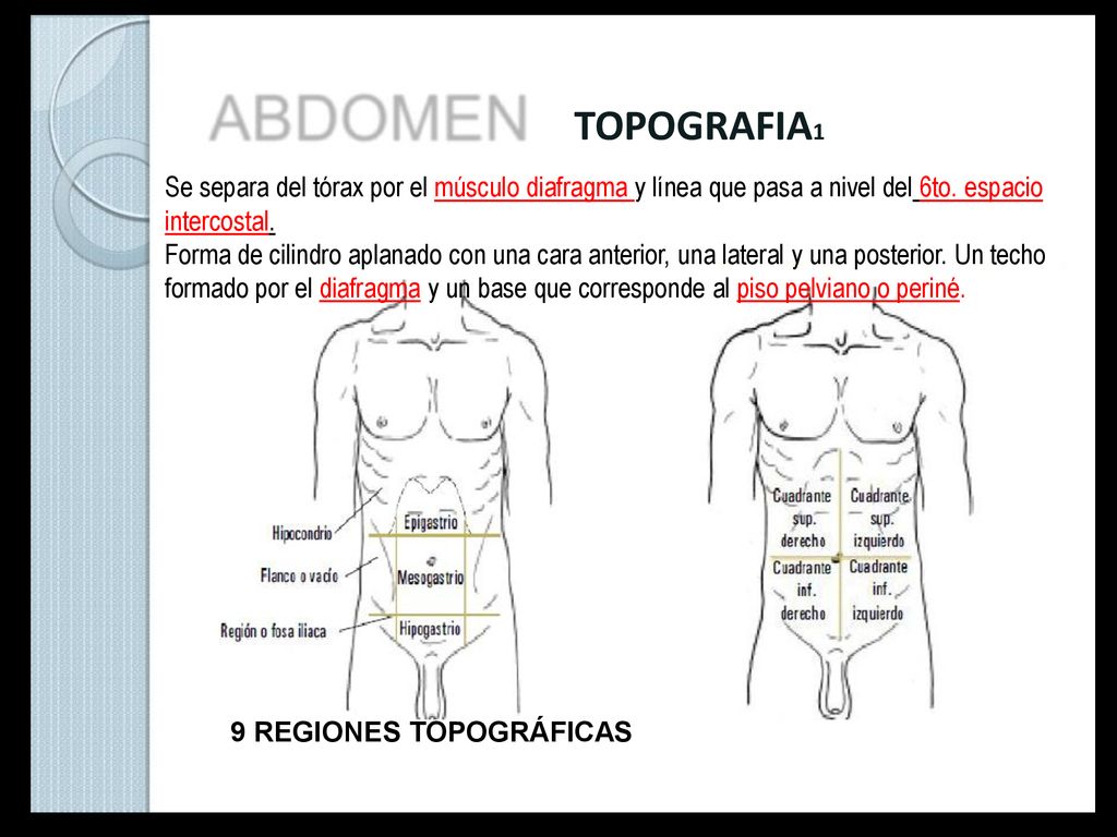 TOPOGRAFIA1 Se separa del tórax por el músculo diafragma y línea que pasa a nivel del 6to. espacio intercostal.