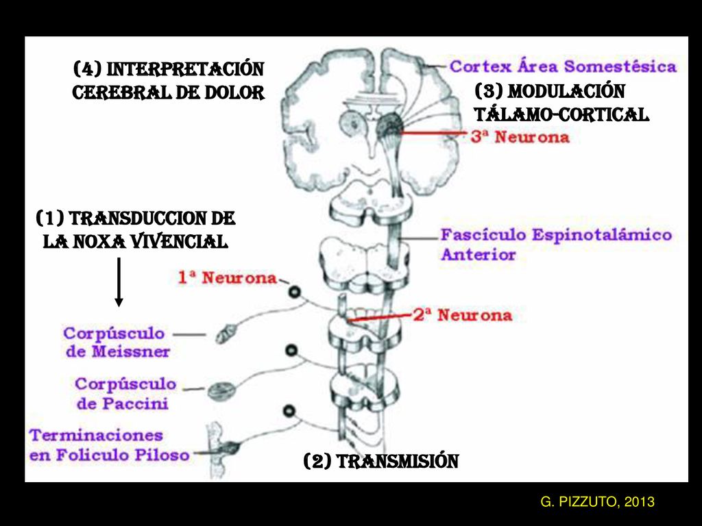(4) INTERPRETACIÓN CEREBRAL de DOLOR (3) MODULACIÓN TÁLAMO-CORTICAL