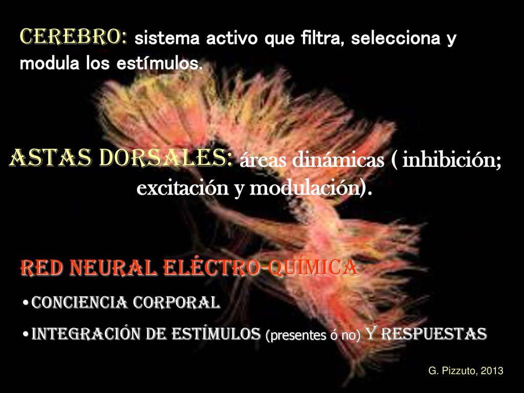 Cerebro: sistema activo que filtra, selecciona y modula los estímulos.