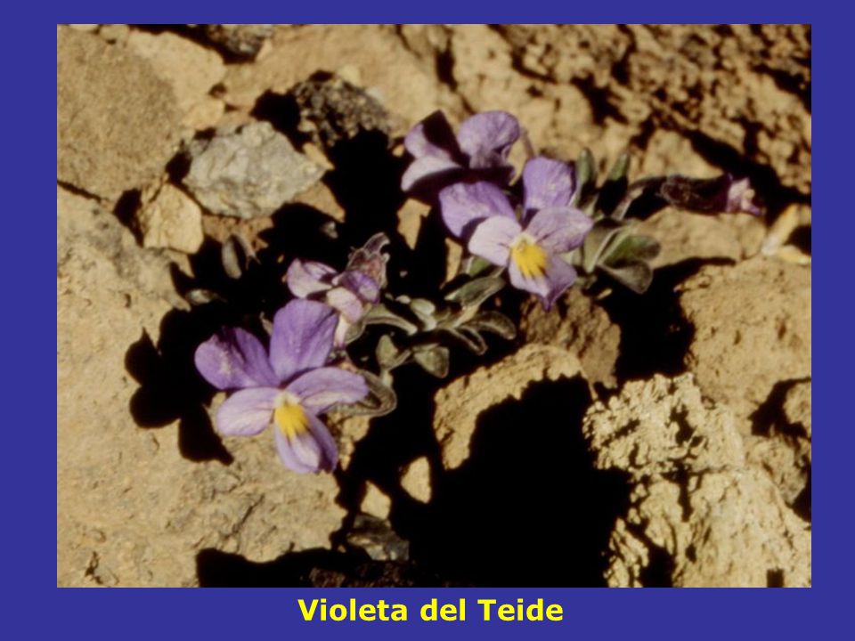 Violeta del Teide