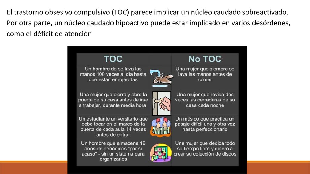 El trastorno obsesivo compulsivo (TOC) parece implicar un núcleo caudado sobreactivado.