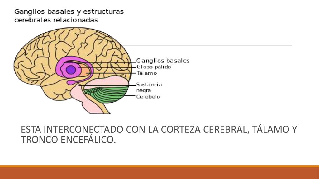 ESTA INTERCONECTADO CON LA CORTEZA CEREBRAL, TÁLAMO Y TRONCO ENCEFÁLICO.
