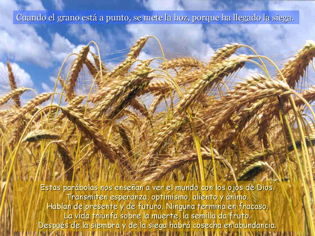 Cuando el grano está a punto, se mete la hoz, porque ha llegado la siega.