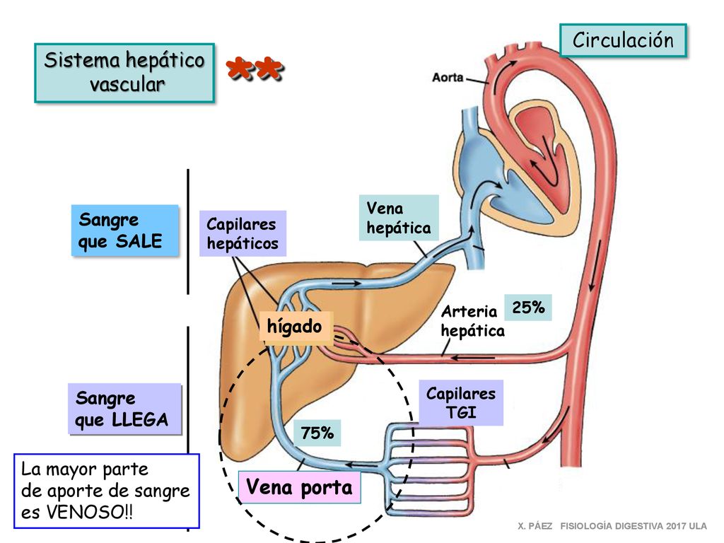 ** Circulación Sistema hepático vascular Vena porta Sangre que SALE