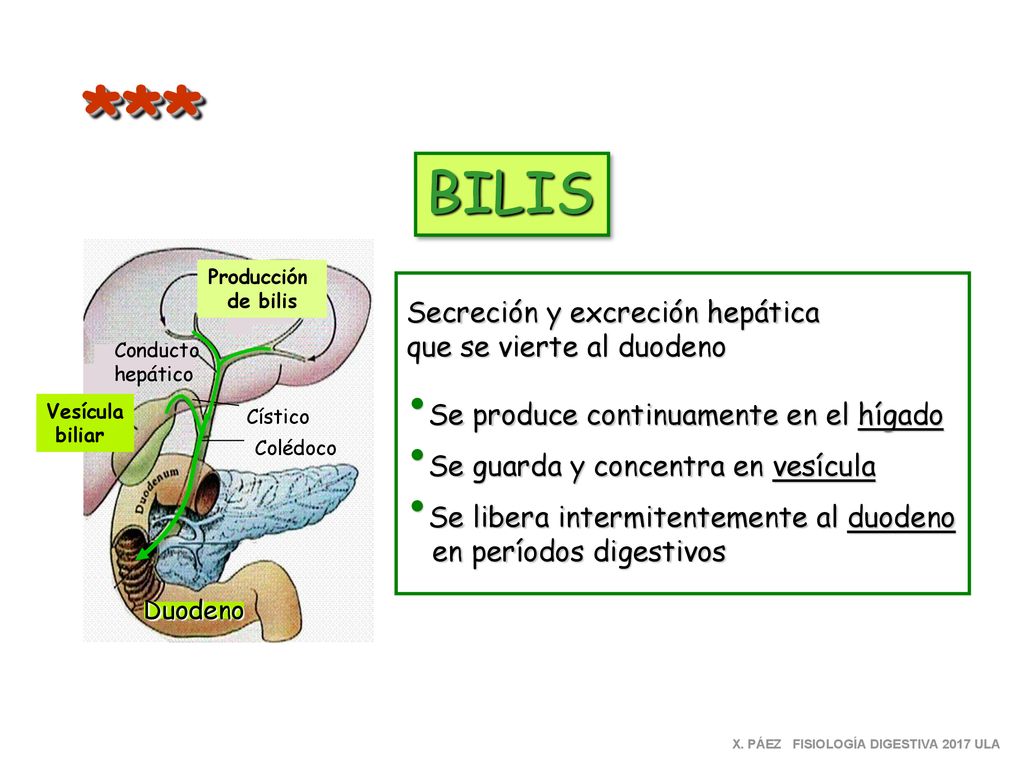 *** BILIS Secreción y excreción hepática que se vierte al duodeno