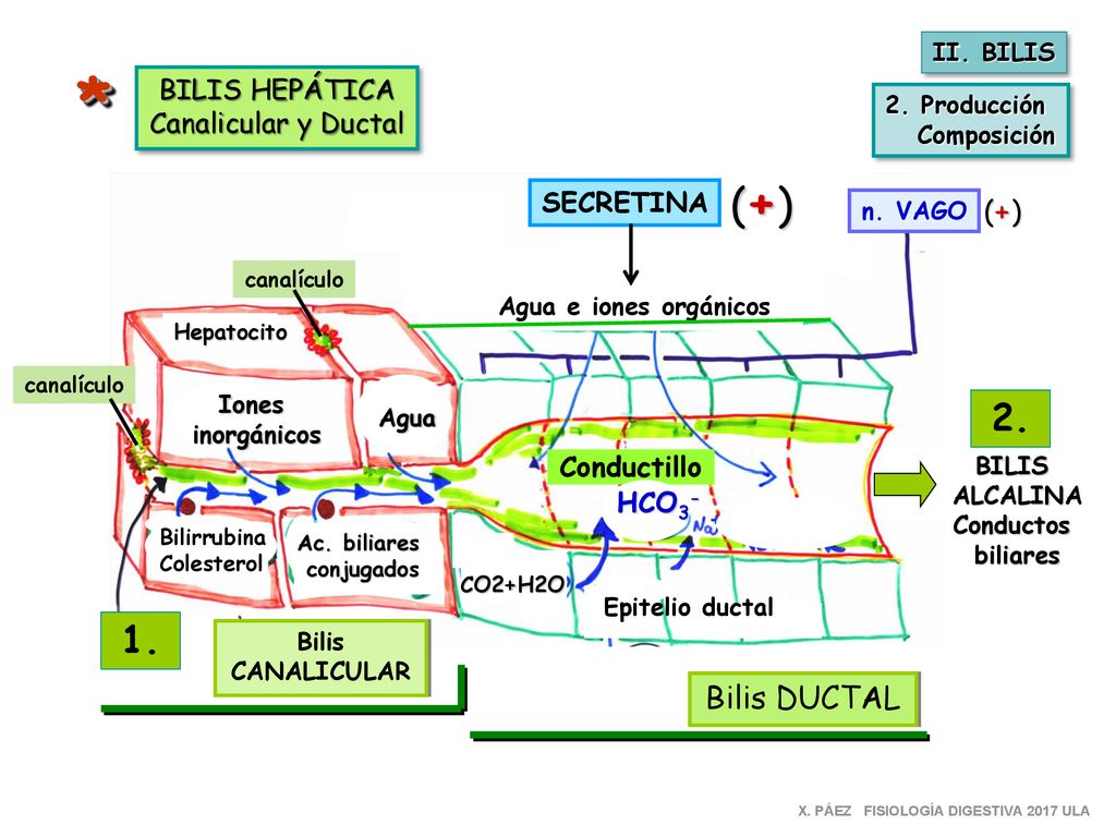 * (+) Bilis DUCTAL BILIS HEPÁTICA Canalicular y Ductal SECRETINA