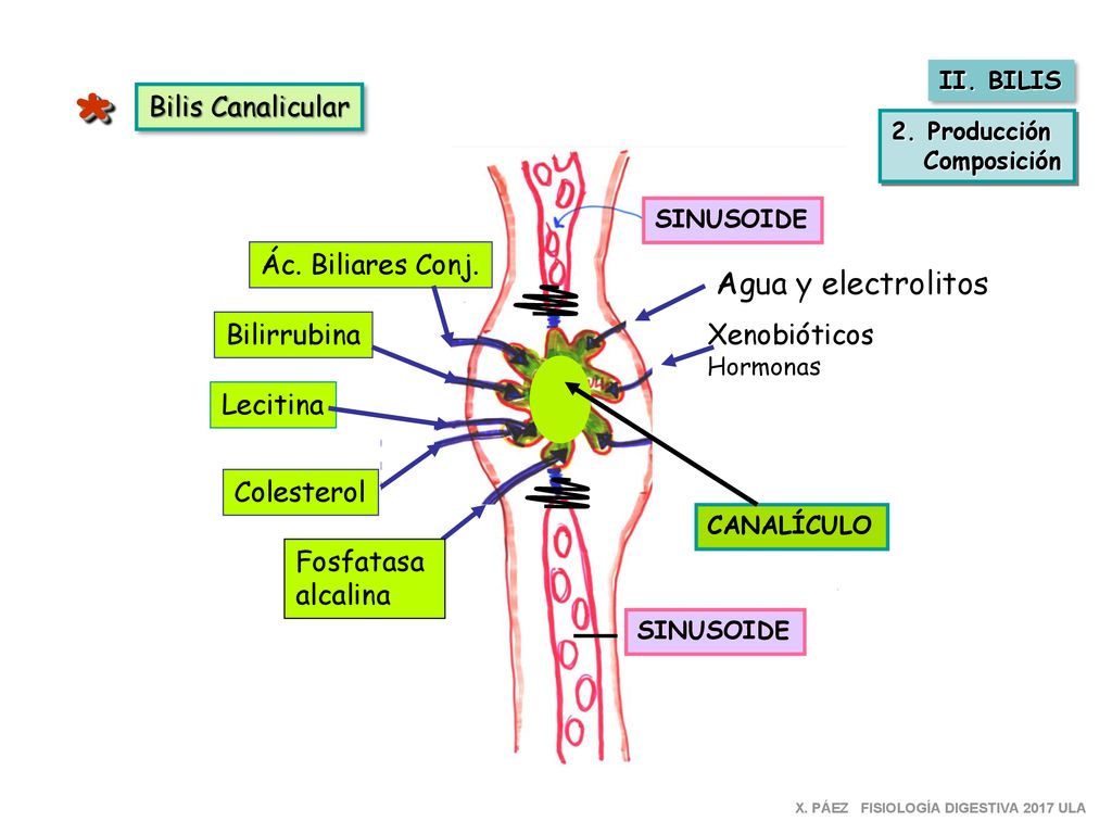 * Agua y electrolitos Bilis Canalicular Ác. Biliares Conj. Bilirrubina