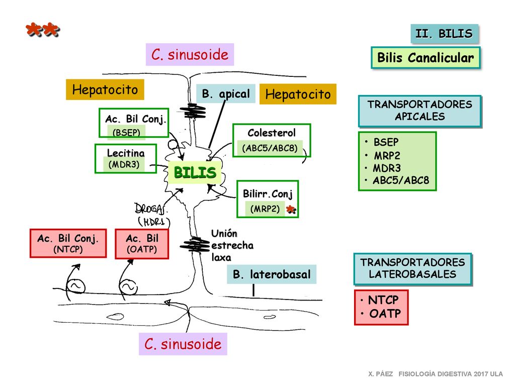 ** * C. sinusoide BILIS C. sinusoide Bilis Canalicular Hepatocito