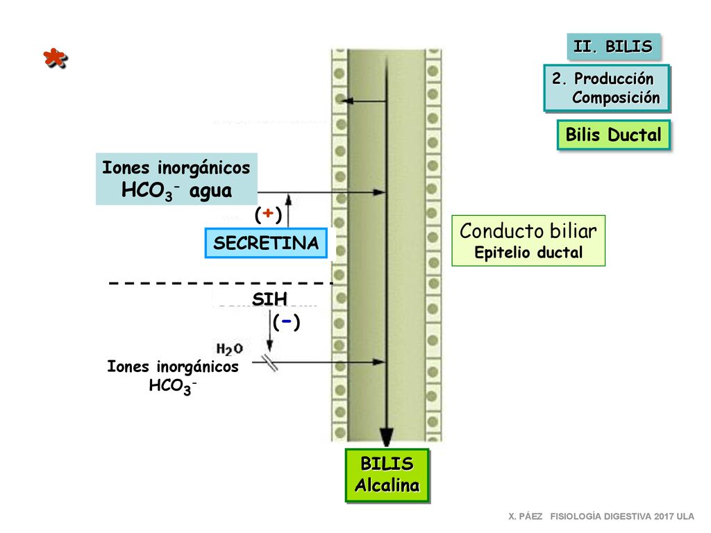 * HCO3- agua Conducto biliar Bilis Ductal Iones inorgánicos (+)