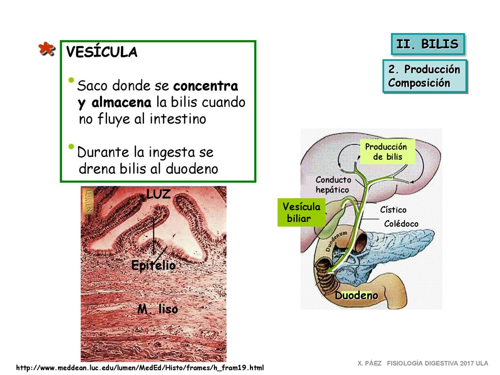 * VESÍCULA Saco donde se concentra y almacena la bilis cuando