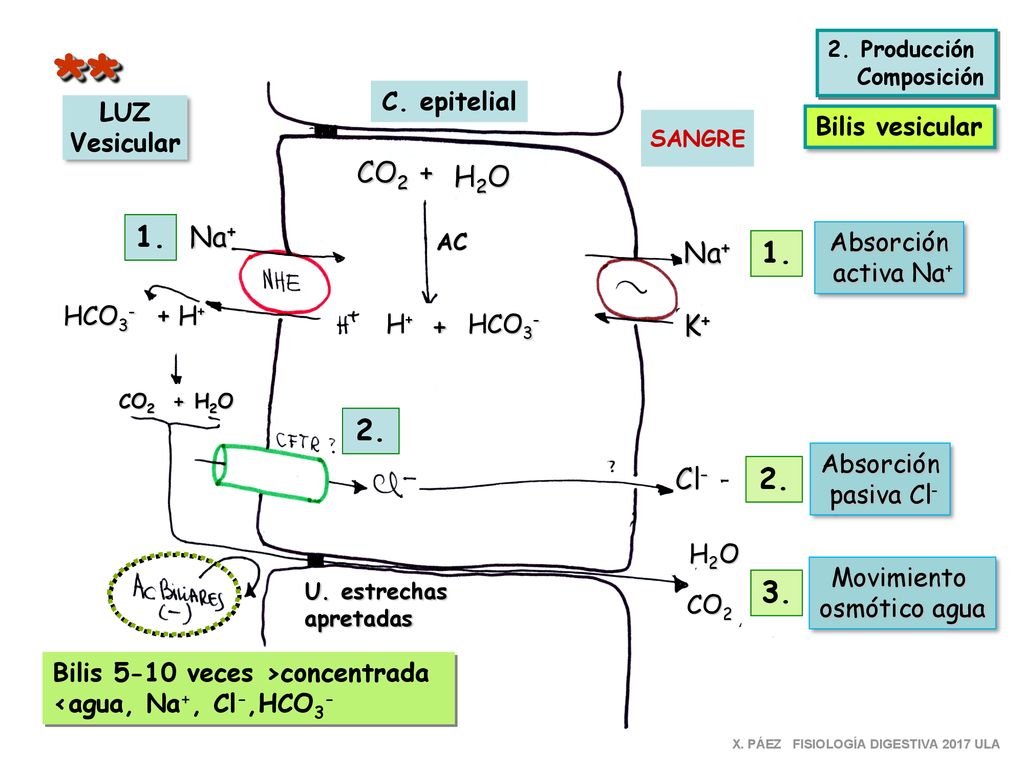 ** CO2 + H2O 1. Na+ Na+ 1. K+ 2. Cl C. epitelial LUZ Vesicular
