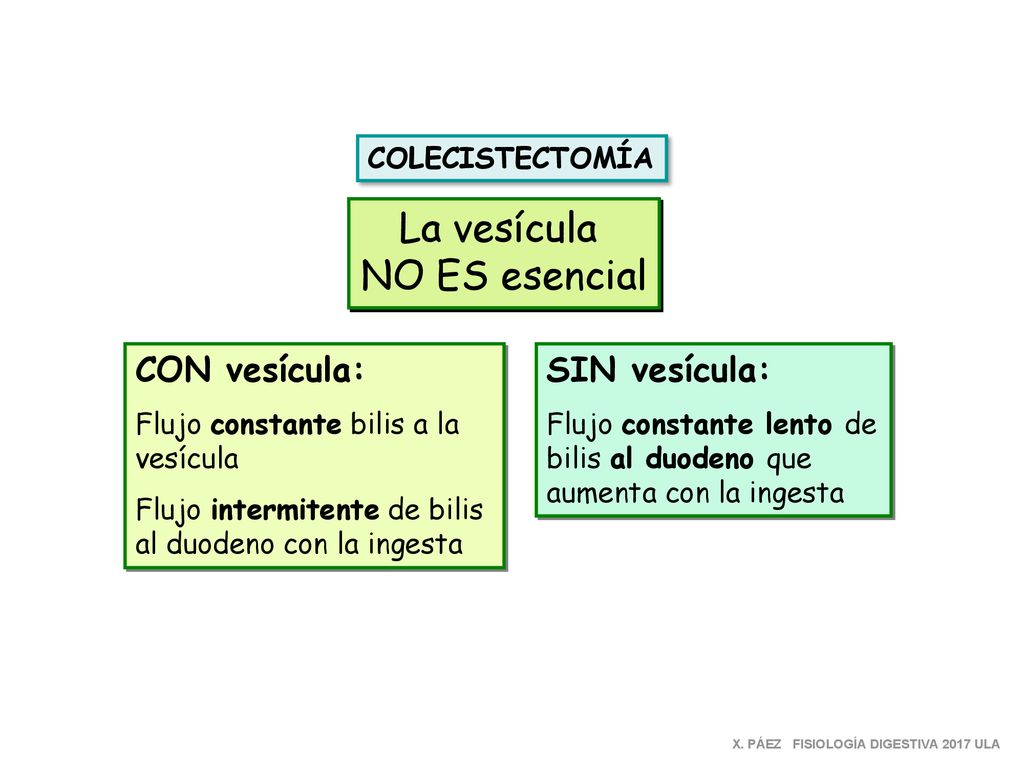La vesícula NO ES esencial CON vesícula: SIN vesícula: COLECISTECTOMÍA