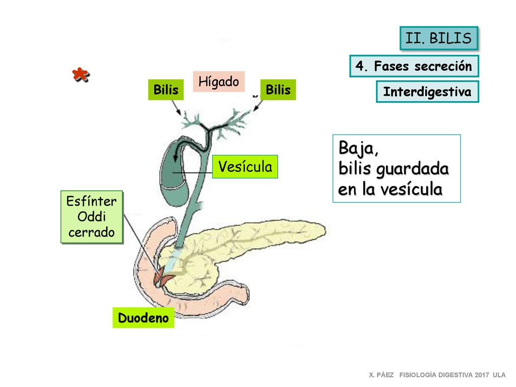 * Baja, bilis guardada en la vesícula II. BILIS Vesícula