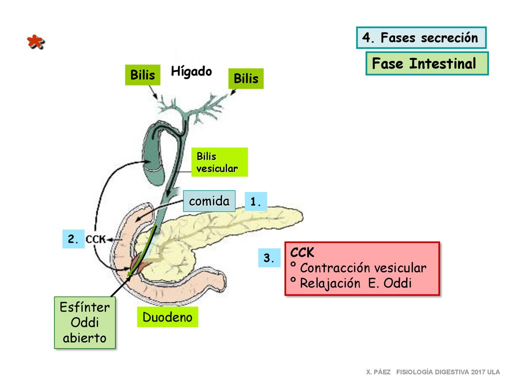 * Fase Intestinal 4. Fases secreción Hígado Bilis Bilis comida CCK