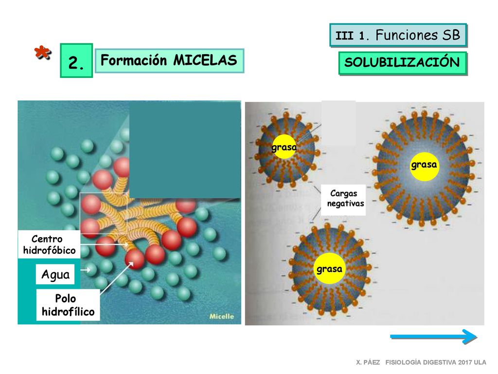 * 2. Formación MICELAS SOLUBILIZACIÓN Agua III 1. Funciones SB Polo