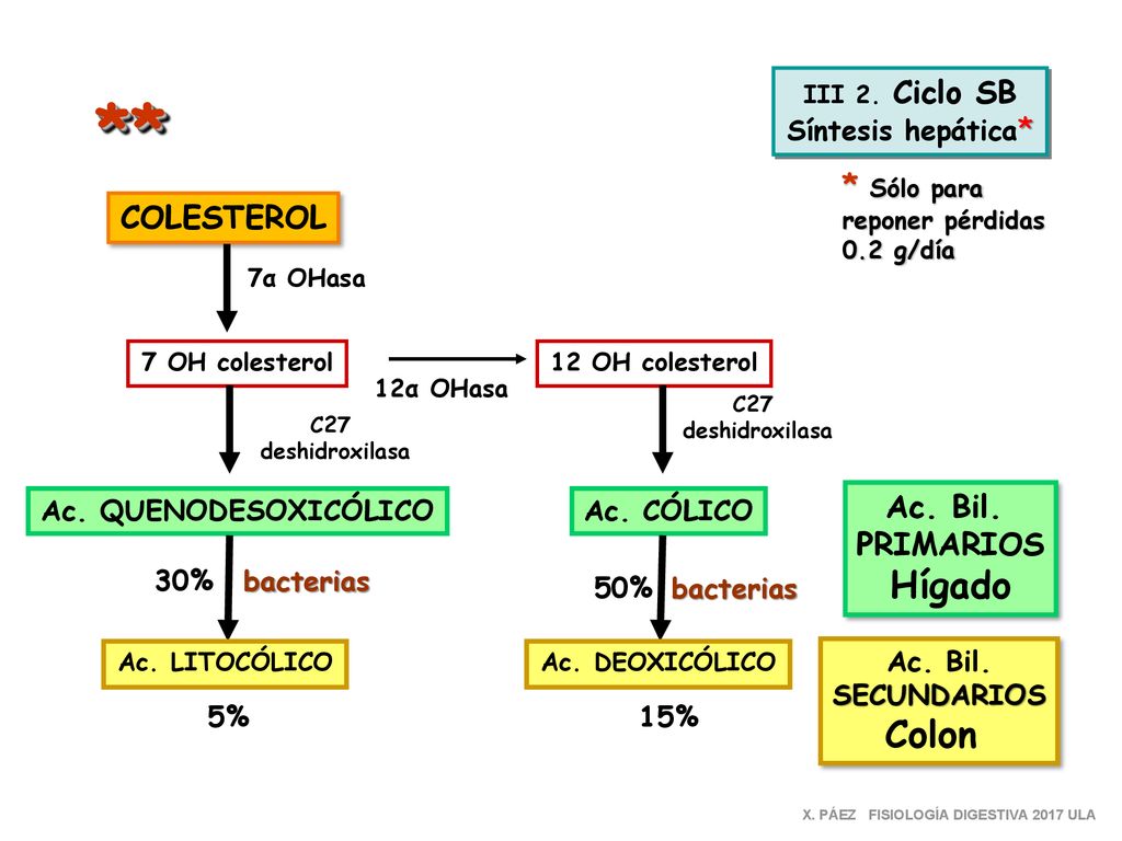 ** Hígado Colon * Sólo para COLESTEROL Ac. Bil. PRIMARIOS