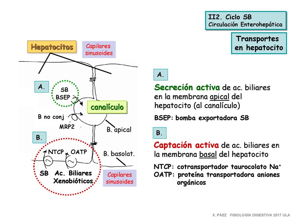 Captación activa de ac. biliares en la membrana basal del hepatocito