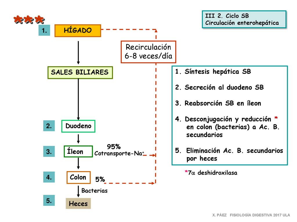 * * * Recirculación 6-8 veces/día 1. HÍGADO SALES BILIARES