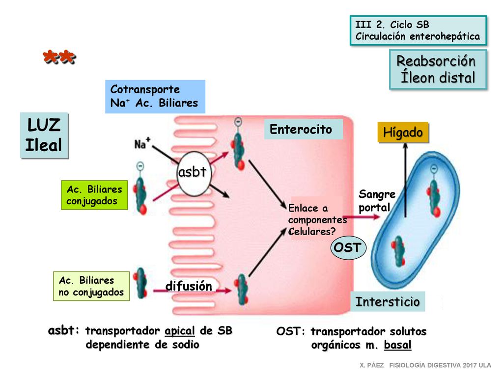 asbt: transportador apical de SB OST: transportador solutos