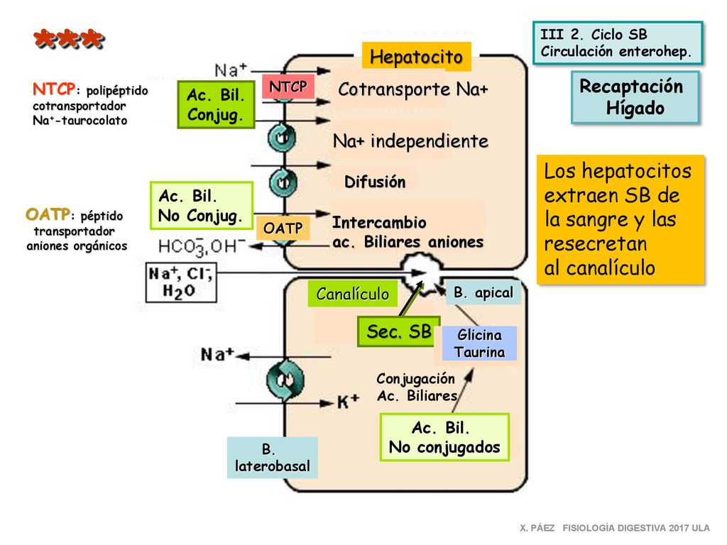 *** Los hepatocitos extraen SB de la sangre y las resecretan