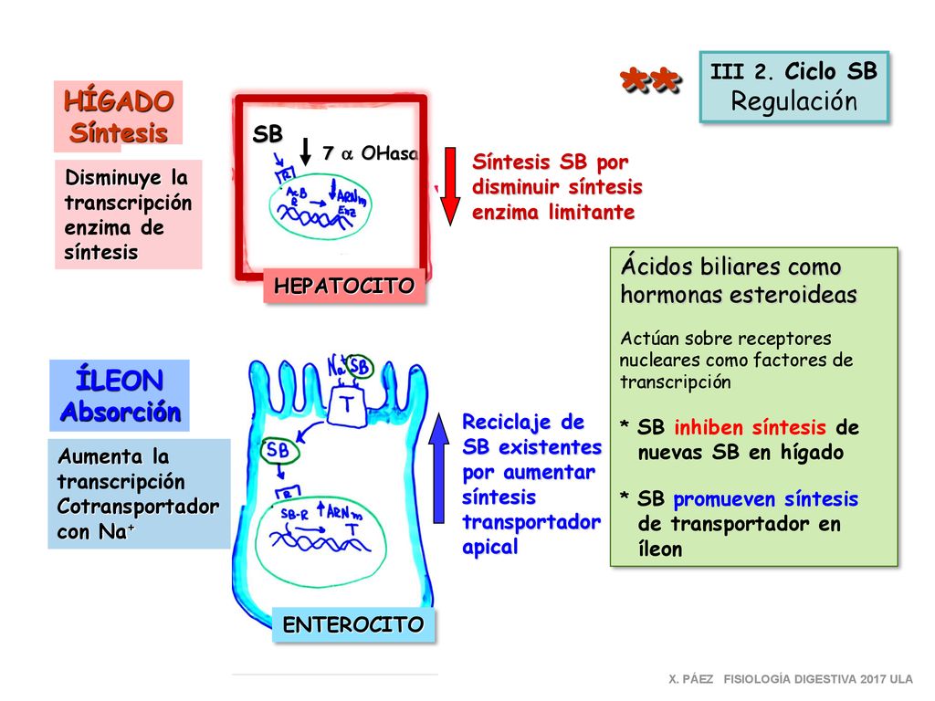 ** Regulación HÍGADO Síntesis ÍLEON Absorción SB Ácidos biliares como