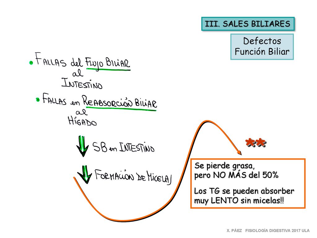 ** Defectos Función Biliar III. SALES BILIARES Se pierde grasa,