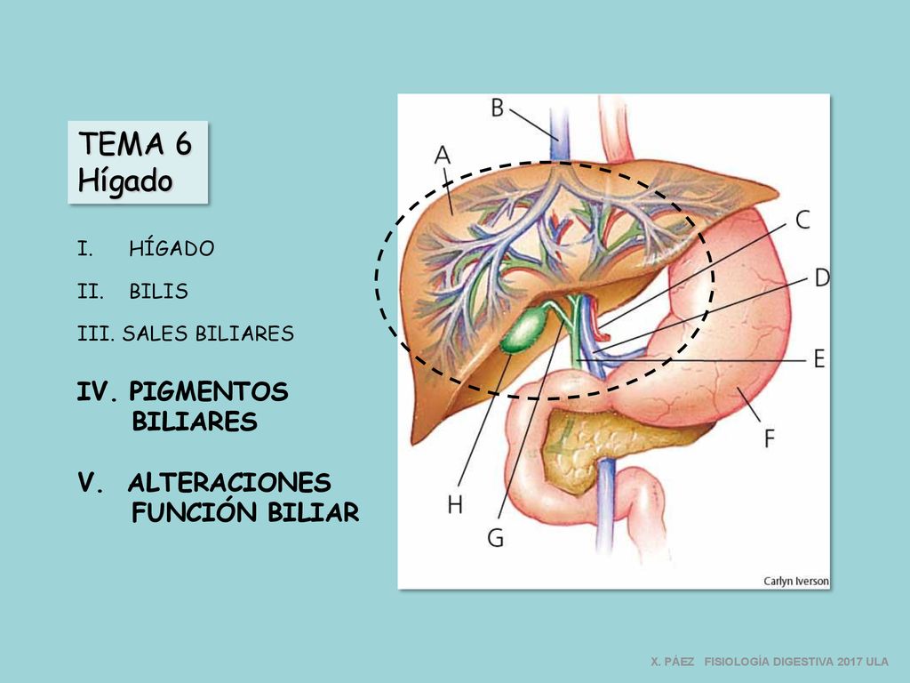 TEMA 6 Hígado IV. PIGMENTOS BILIARES V. ALTERACIONES FUNCIÓN BILIAR