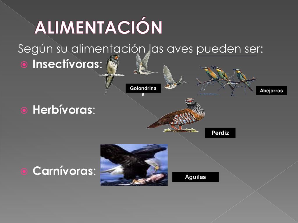 ALIMENTACIÓN Según su alimentación las aves pueden ser: Insectívoras: