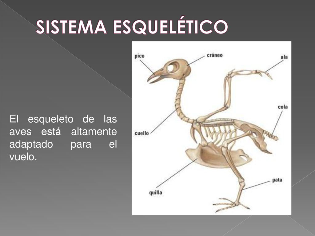 SISTEMA ESQUELÉTICO El esqueleto de las aves está altamente adaptado para el vuelo.
