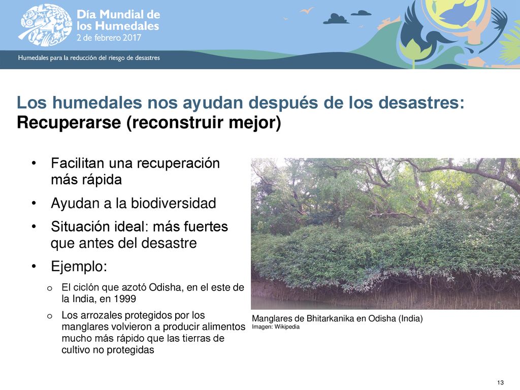 Los humedales nos ayudan después de los desastres: Recuperarse (reconstruir mejor)