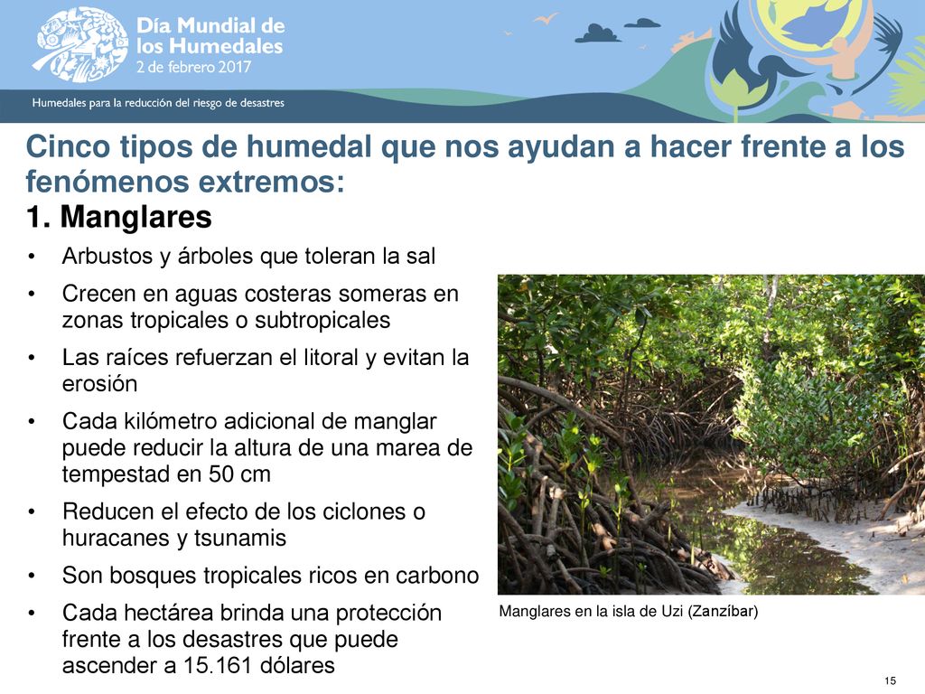 Cinco tipos de humedal que nos ayudan a hacer frente a los fenómenos extremos: 1. Manglares