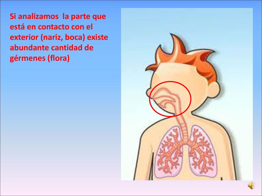 Si analizamos la parte que está en contacto con el exterior (nariz, boca) existe abundante cantidad de gérmenes (flora)