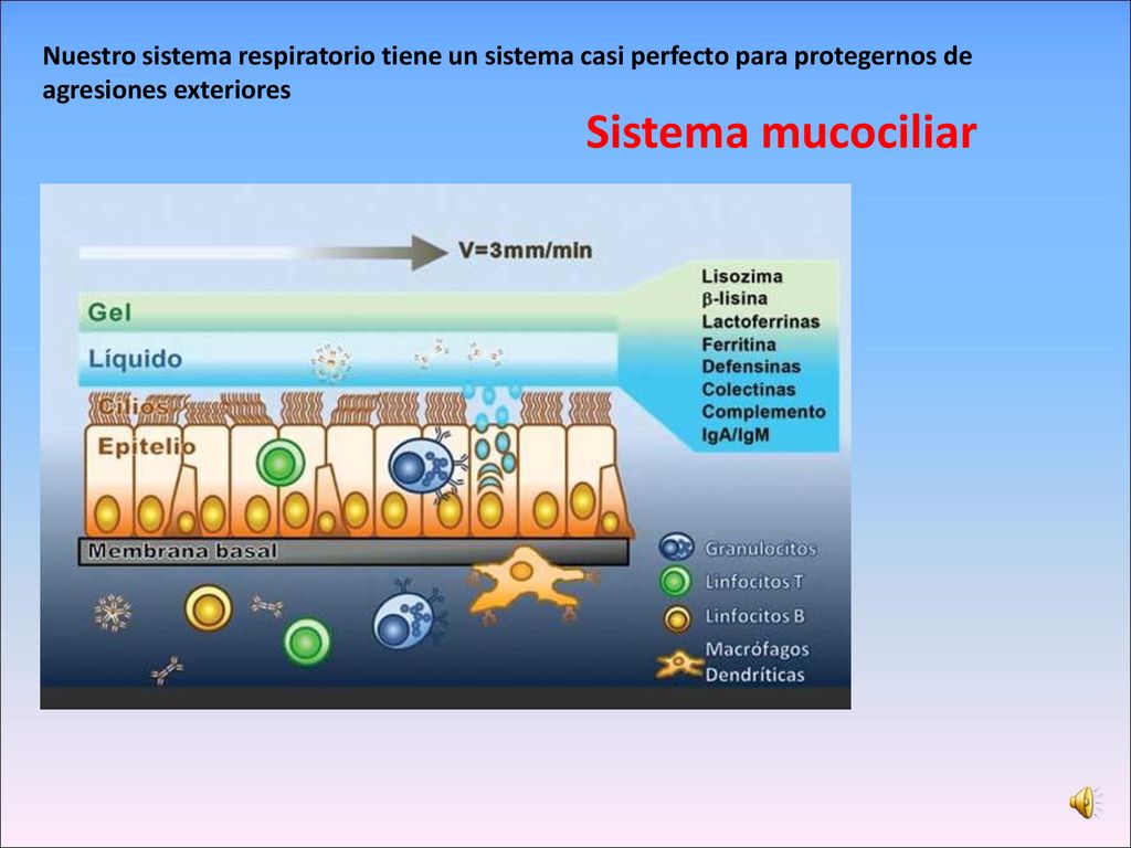 Nuestro sistema respiratorio tiene un sistema casi perfecto para protegernos de agresiones exteriores