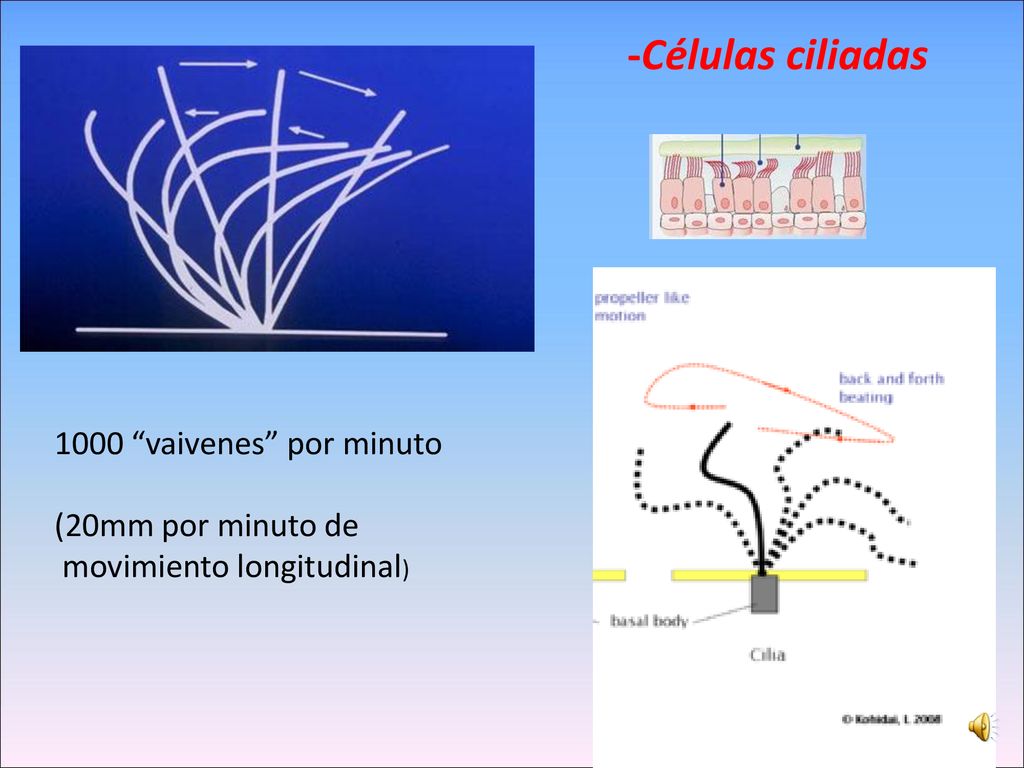 -Células ciliadas 1000 vaivenes por minuto (20mm por minuto de