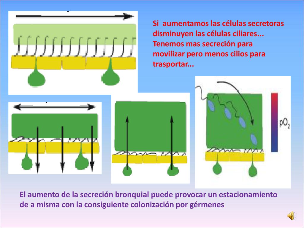 Si aumentamos las células secretoras disminuyen las células ciliares...