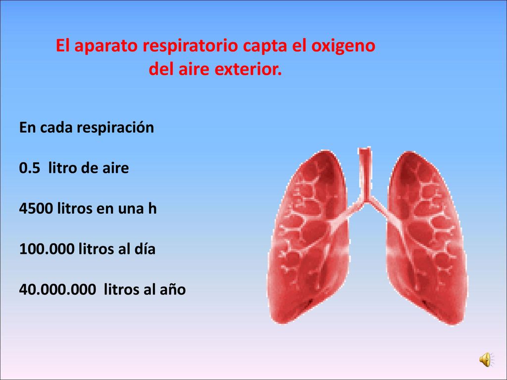 El aparato respiratorio capta el oxigeno del aire exterior.