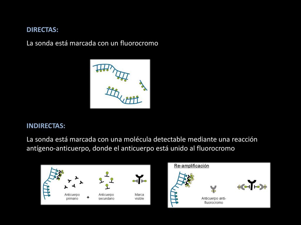 DIRECTAS: La sonda está marcada con un fluorocromo. INDIRECTAS: