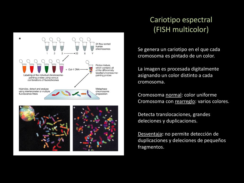 Cariotipo espectral (FISH multicolor)