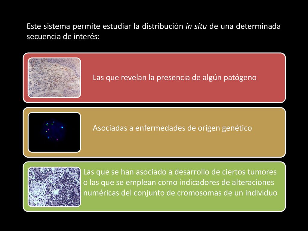 Este sistema permite estudiar la distribución in situ de una determinada secuencia de interés: