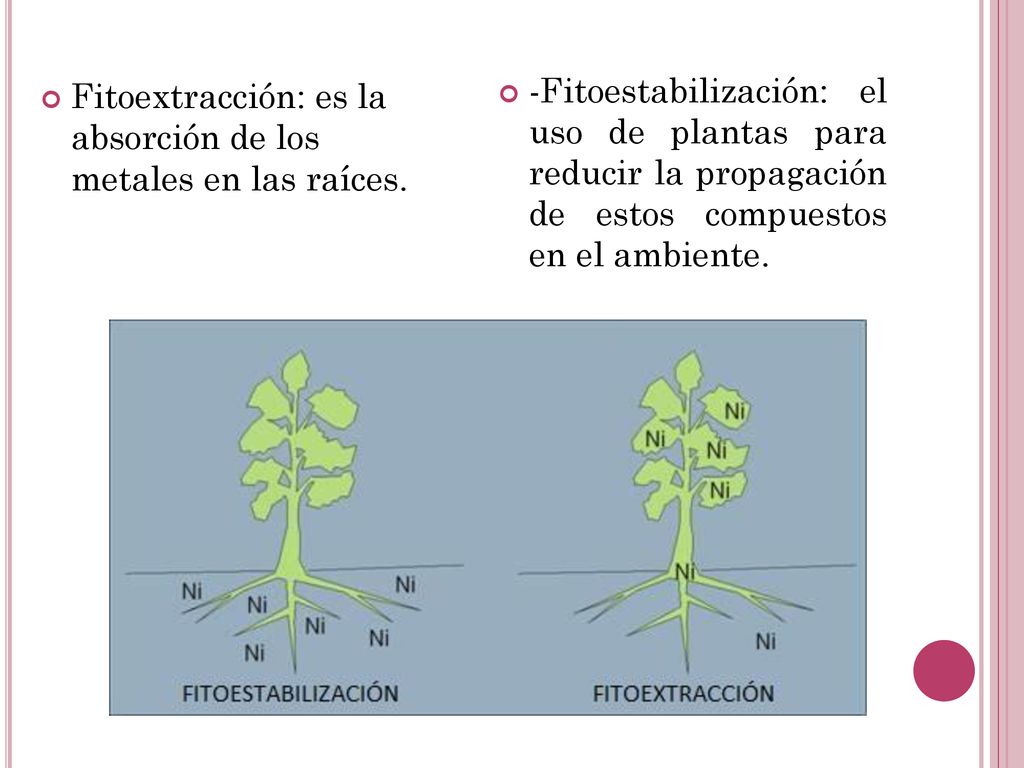 Fitoextracción: es la absorción de los metales en las raíces.