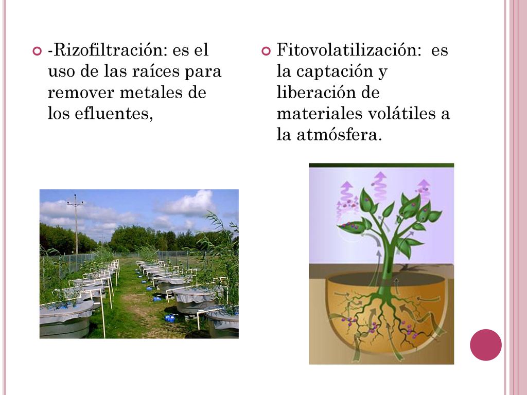 -Rizofiltración: es el uso de las raíces para remover metales de los efluentes,