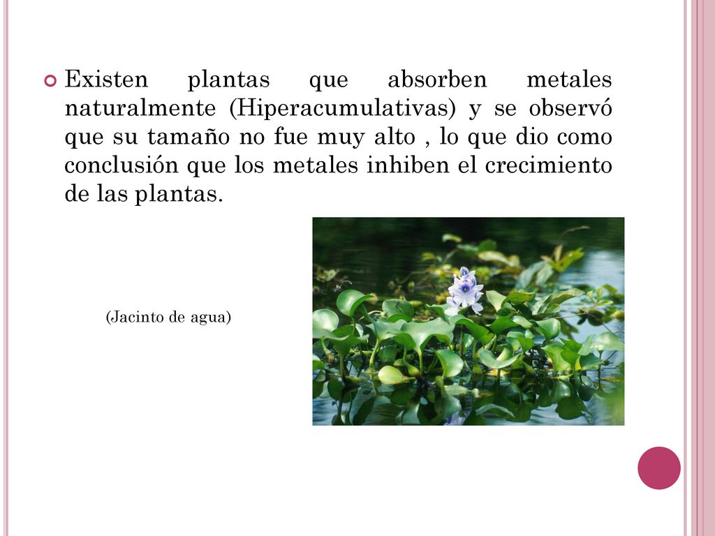 Existen plantas que absorben metales naturalmente (Hiperacumulativas) y se observó que su tamaño no fue muy alto , lo que dio como conclusión que los metales inhiben el crecimiento de las plantas.