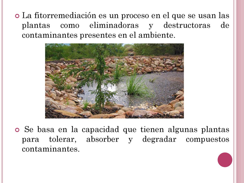 La fitorremediación es un proceso en el que se usan las plantas como eliminadoras y destructoras de contaminantes presentes en el ambiente.