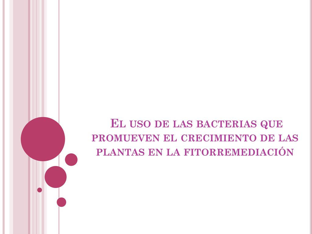 El uso de las bacterias que promueven el crecimiento de las plantas en la fitorremediación