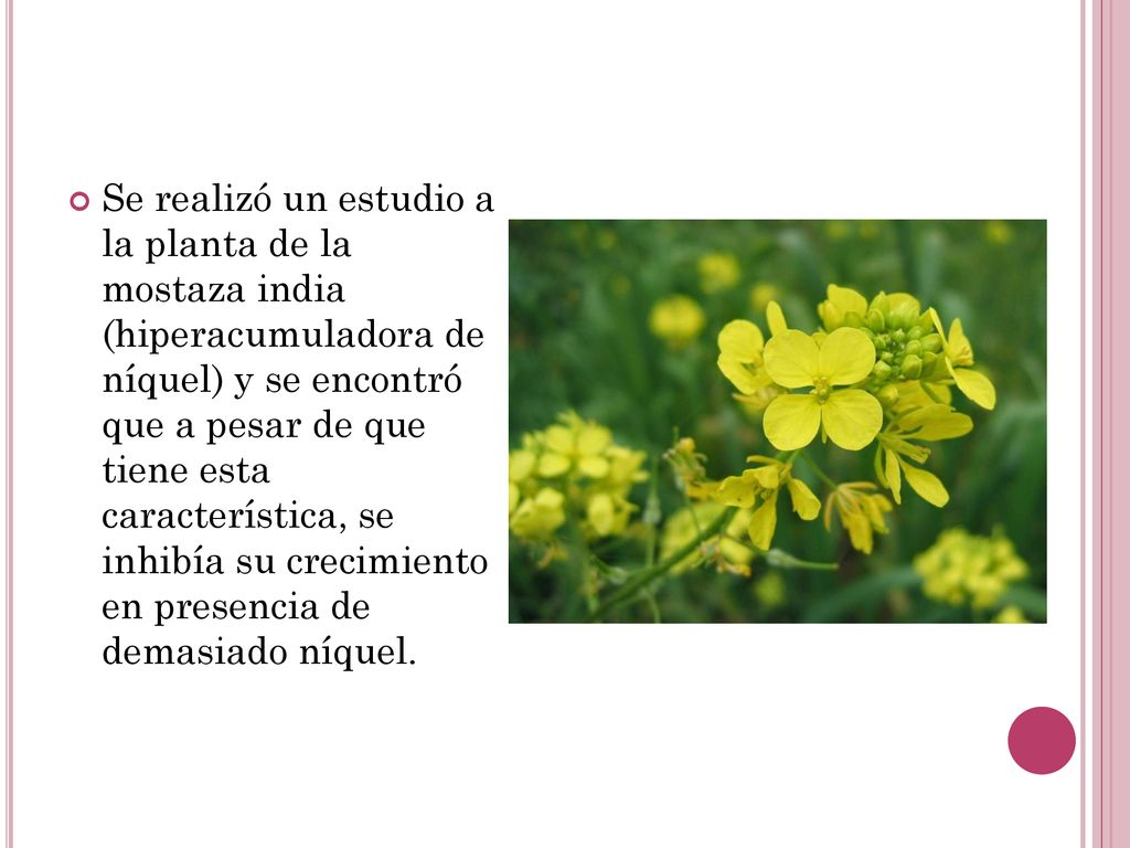 Se realizó un estudio a la planta de la mostaza india (hiperacumuladora de níquel) y se encontró que a pesar de que tiene esta característica, se inhibía su crecimiento en presencia de demasiado níquel.