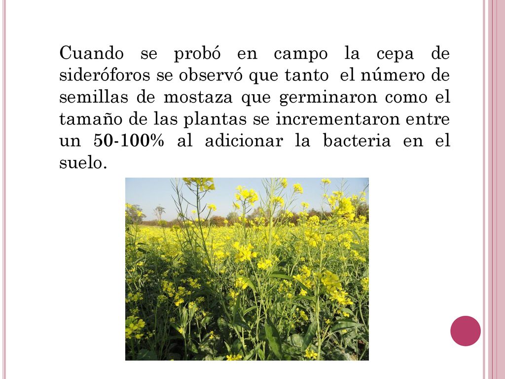 Cuando se probó en campo la cepa de sideróforos se observó que tanto el número de semillas de mostaza que germinaron como el tamaño de las plantas se incrementaron entre un % al adicionar la bacteria en el suelo.